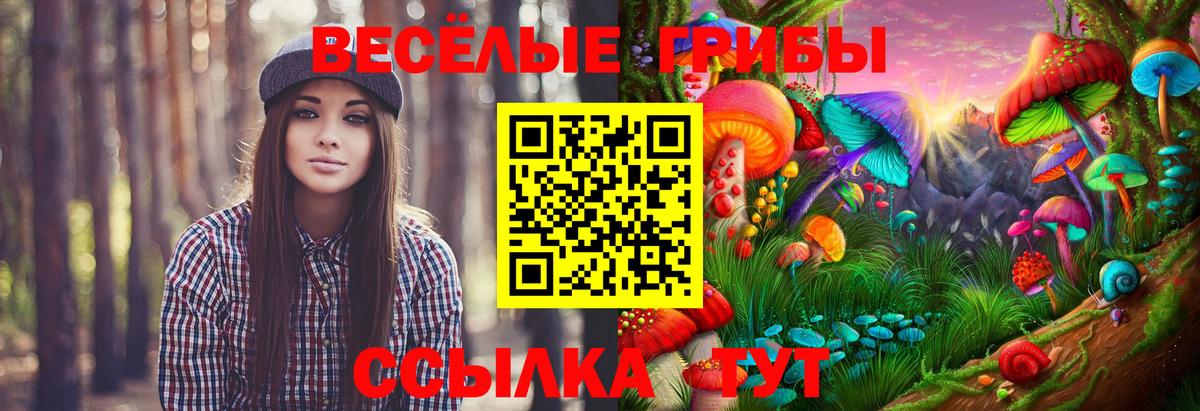 Галлюциногенные грибы Psilocybe Мурино